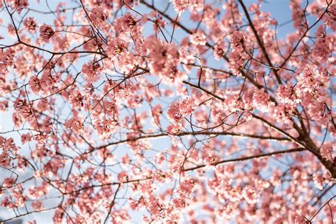 How to Grow Sweet Cherry Trees