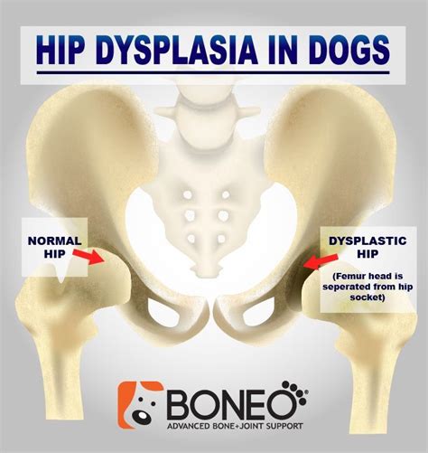 Hip Dysplasia in Dogs: Symptoms and Diagnosis of Canine Hip Dysplasia ...