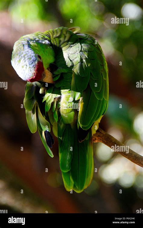 Parrot tropical birds Stock Photo - Alamy