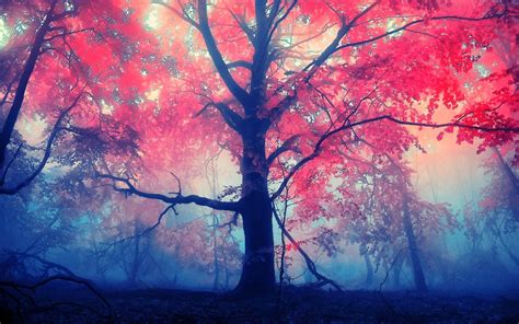 Red Leaves Tree Wallpaper,HD Nature Wallpapers,4k Wallpapers,Images ...