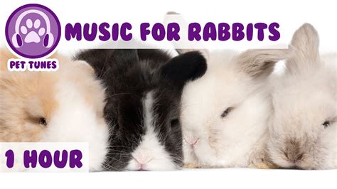 Music for Bunny Rabbits - Calming Music for Your Pet Rabbit. - YouTube