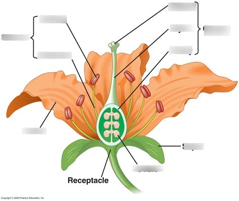 Angiosperm Anatomy Diagram | Quizlet