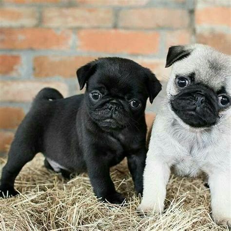 Pin de 𝑭𝒂́𝒕𝒊𝒎𝒂 𝑭𝒓𝒂𝒈𝒂 en PUG | Perro pug bebes, Perros pug, Pug bebes