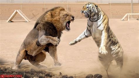 Lion VS Tiger Real Fight - Tiger VS Lion - Blondi Foks Lion VS Tiger ...