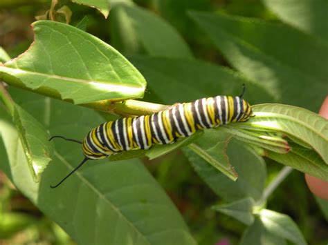 Mary's Louisiana Garden: Monarch caterpillars