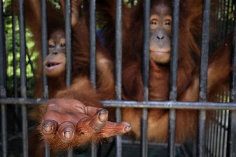 'Saving Orangutans' by Alain Schroeder | World Photography Organisation