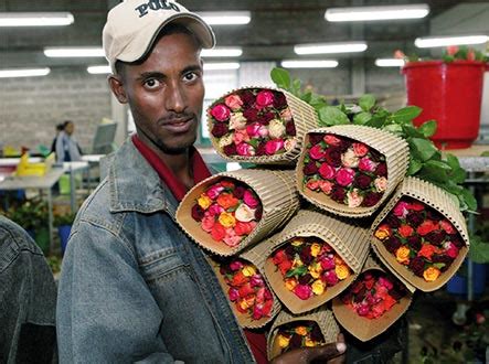 FloraHolland: Ethiopia rose exports amount € 333 million in 2015 ...