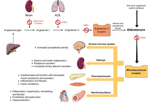 Figure 1 from Aldosterone receptor antagonists: current perspectives ...