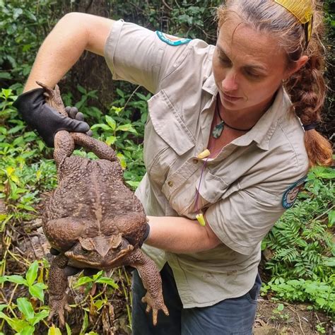 How Many Eggs Can a Cane Toad Lay? Surprising Facts Revealed! - AMPHIPEDIA