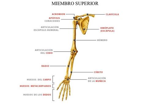 .: #Anatomia - Miembro Superior o Torácico