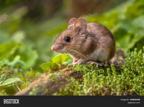 Wood Mouse Natural Image & Photo (Free Trial) | Bigstock