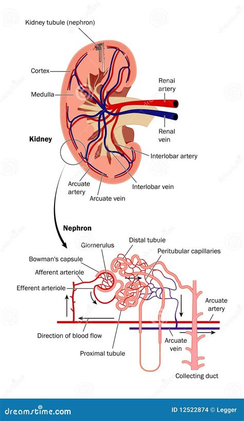 Kidney. Proximal Convoluted Tubules Stock Image | CartoonDealer.com ...