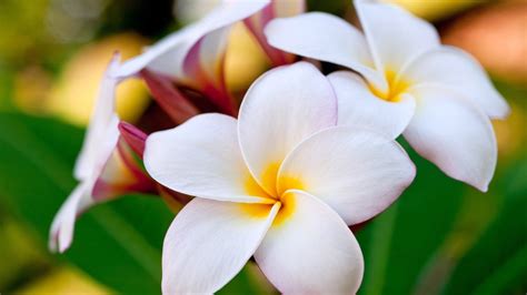 Tropical Flowers Wallpaper - WallpaperSafari