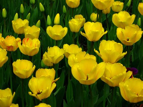 Cool Wallpapers - Yellow Tulips ~ Cool Wallpapers