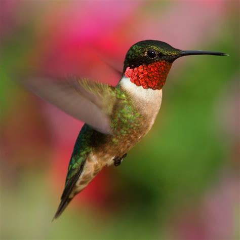 10 Incredible Hummingbird Species You Could See in Your Backyard ...