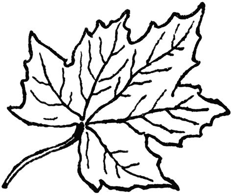 Free Leaf Line Art, Download Free Leaf Line Art png images, Free ...