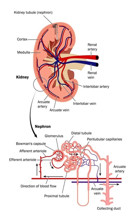 Glomerular Injury