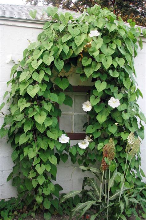 These Gorgeous Flowering Vines Add Vertical Color to Your Yard and ...