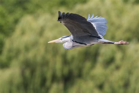 Great Blue Heron Flying · Free Stock Photo