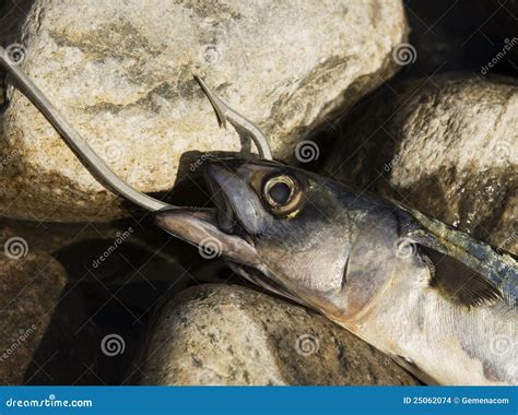 Hooked Fish stock photo. Image of trapped, stone, sport - 25062074