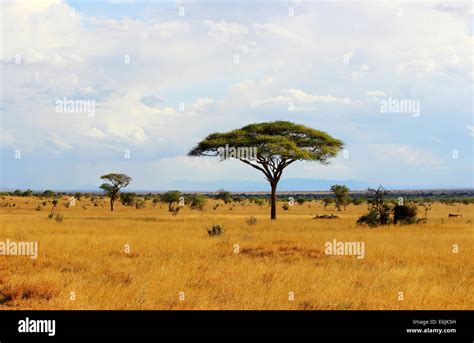 African savannah landscape in Tsavo Park , Kenya Stock Photo - Alamy