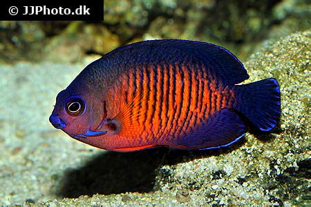 Coral Beauty Angelfish Care - Size, Life Span, Tank Mates, Breeding