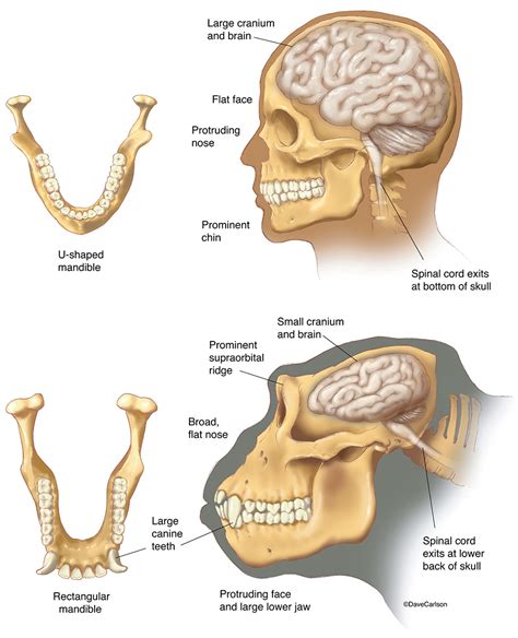 Gorilla Skull Vs Human Skull