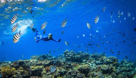 great-barrier-reef-snorkeling - Great Barrier Reef Liveaboards