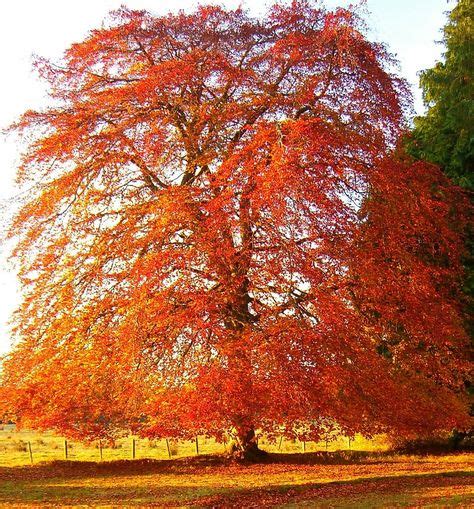 Copper Beech (limbed up) would provide a contrast in fall and function ...