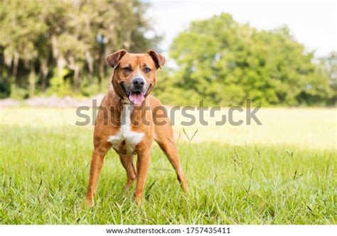 Pitbull Mix Dog Enjoying Sunny Day Stock Photo 1757435411 | Shutterstock