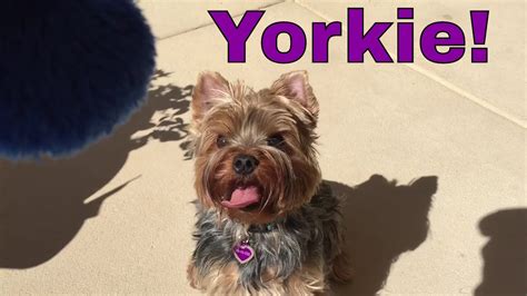 My Yorkie Puppy Playing With His New Toy - YouTube