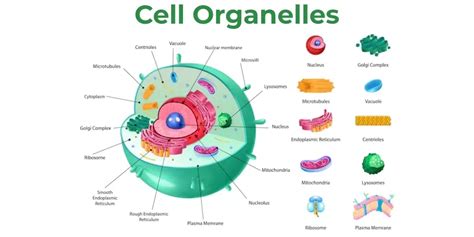 Cell Organelles - Structure, Types and their Functions