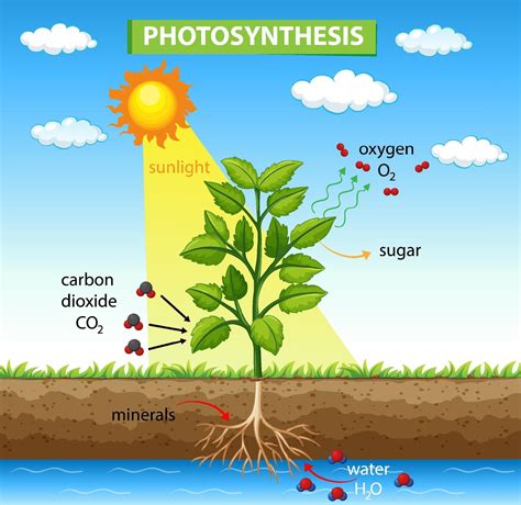 Diagram Showing Process Of Photosynthesis In Plant 2062776 Vector Art ...