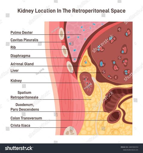 Human Kidney Location Retroperitoneal Space Retroperitoneum Stock ...