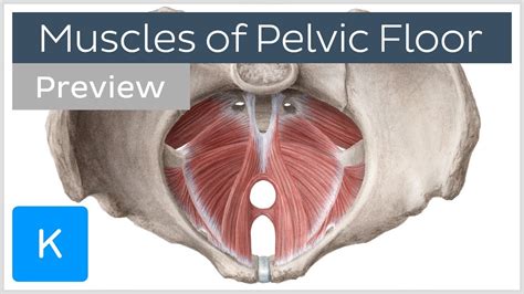 Diagram Of The Pelvis