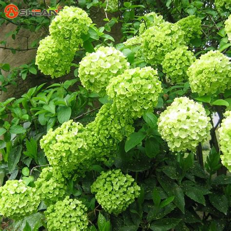 Popular Green Hydrangea-Buy Cheap Green Hydrangea lots from China Green ...