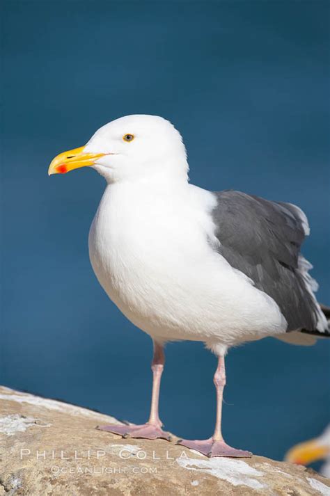 Western gull, Larus occidentalis, La Jolla, California, #15105