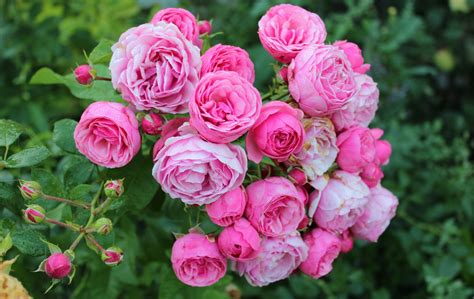 Download Pink Flower Rose Bush Nature Rose Image