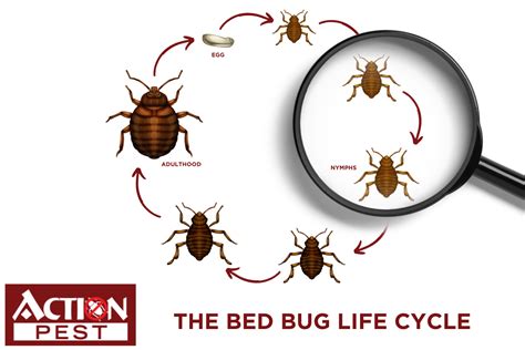 Action Pest Control ServicesThe Bed Bug Life Cycle Guide - Action Pest ...