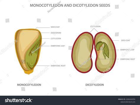 Parts Of A Monocot Seed