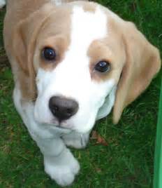 File:Beagle puppy.jpg - Wikipedia