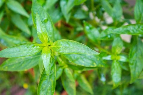 Close Up Andrographis Paniculata Plant Leaves Stock Image - Image of ...