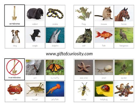 Vertebrates vs. Invertebrates Picture Sorting Cards {Montessori ...