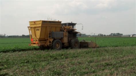 The Foodie Farmer: Buy More Green Beans!