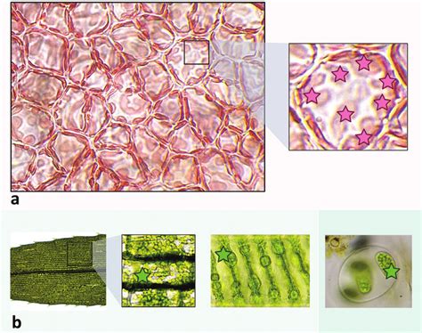 Examples of plastids across Archaeplastida lineages. Plastids in each ...