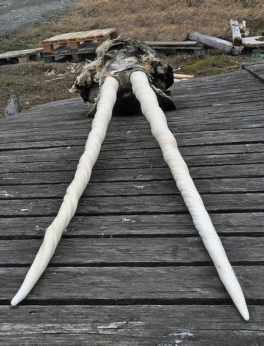 Narwhal Tusks, Hunde Island, West Greenland. | Narwhal, Narwhal tusk ...