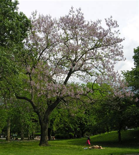 Photo: 1, Plant: Paulownia Tree