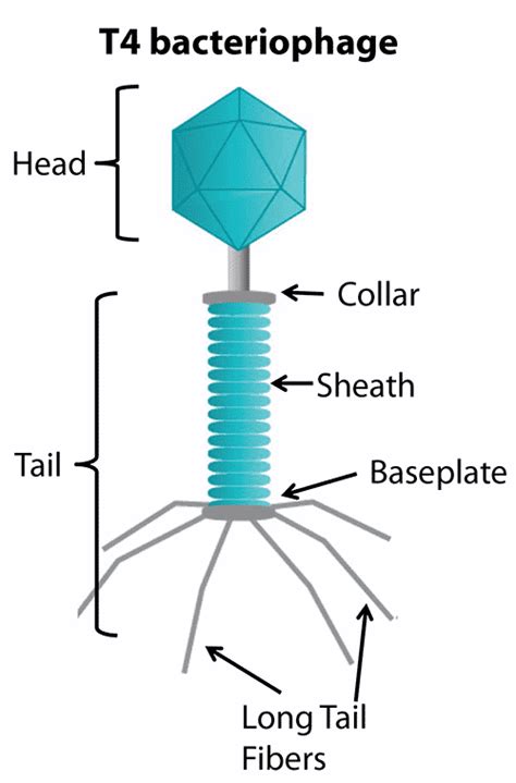 Bacteriophage Photos