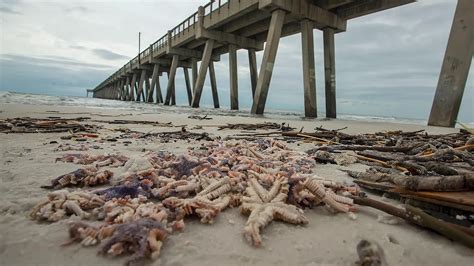 Starfish Wash Ashore on Florida’s Gulf Coast After Sally - Videos from ...