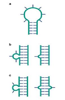 DNA Interactive:The DNA Structure: Double Helix RNA Chains